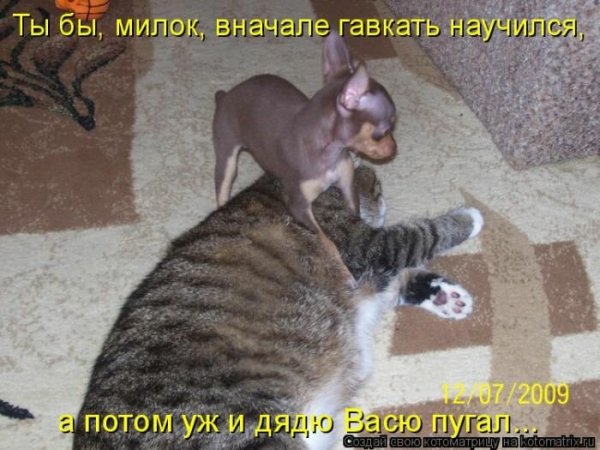 Смешные картинки животных с надписями