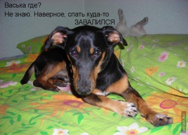 Веселые животные с надписями