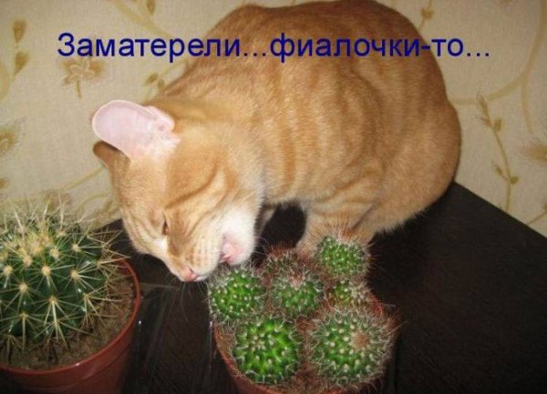 Юмор в картинках и фотографиях с надписями