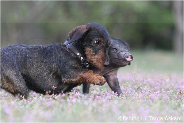 Юмор животные с надписями