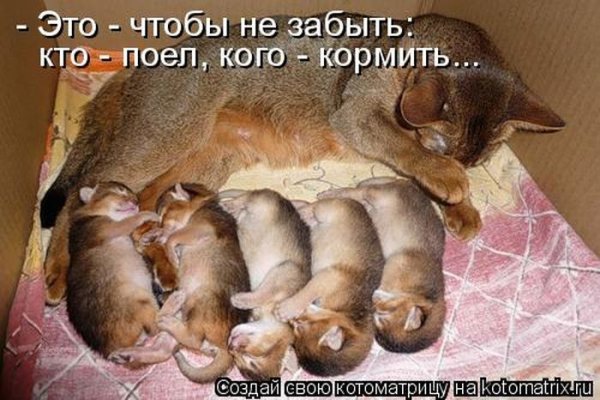 Приколы про животных с надписями