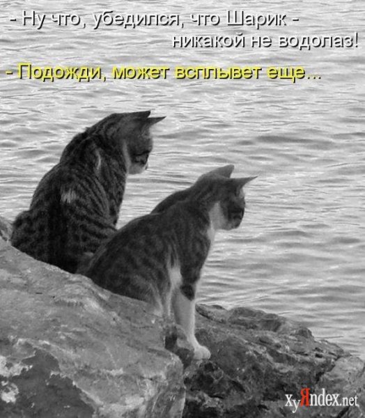 Веселые животные с надписями