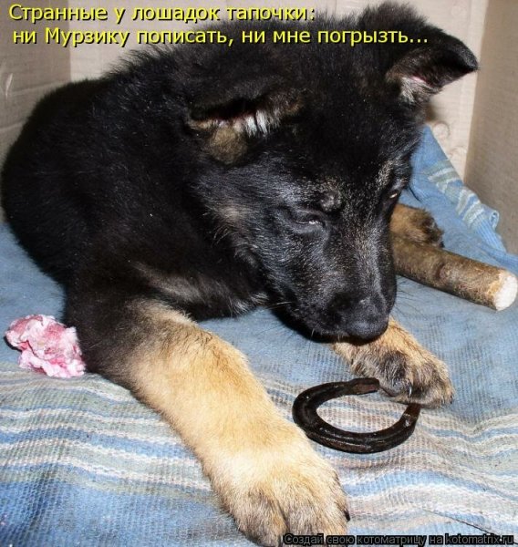 Забавные животные с надписями