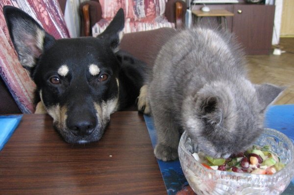 Смешные надписи про животных