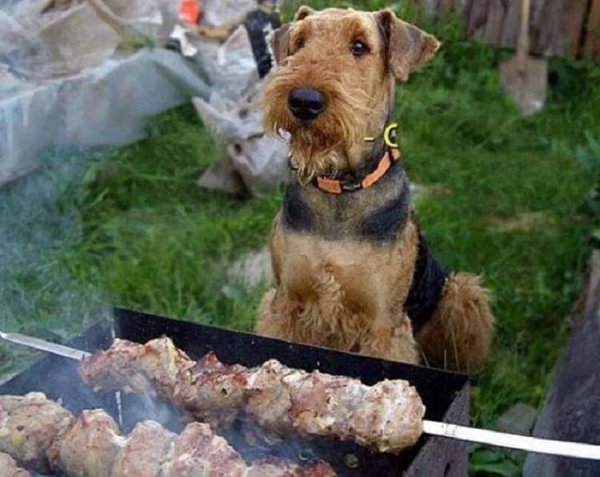 Смешные картинки животных с надписями