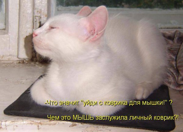 Про животных с надписями