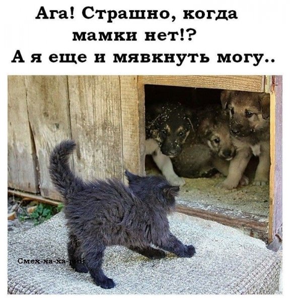 Юмор про животных с надписями