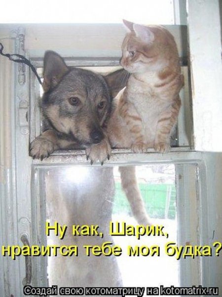 Веселые животные с надписями