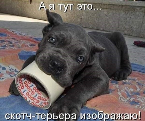 Смешные надписи с животными