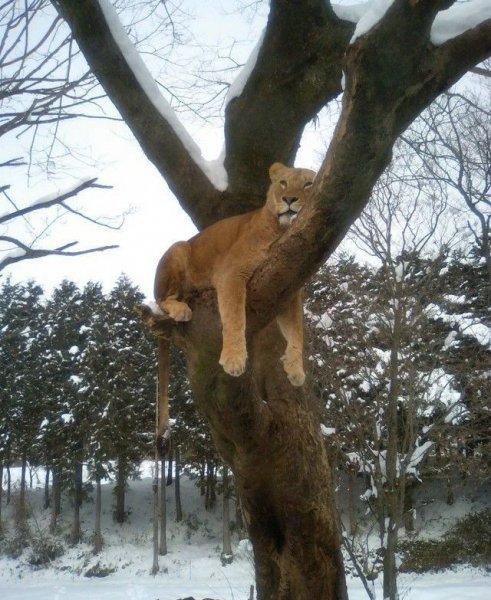 Забавные животные с надписями