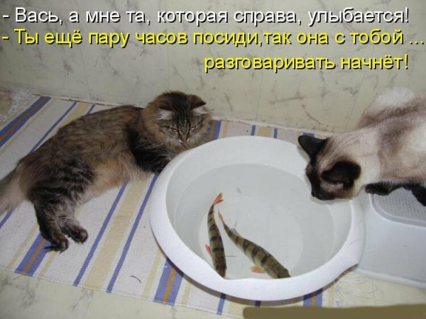 Коты и собаки с надписями