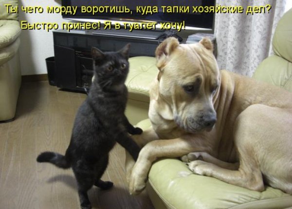 Собаки приколы с надписями