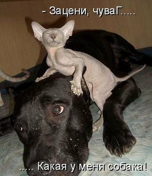 Смешные животные картинки с надписями