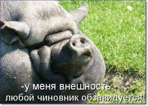 Смешные Дикие животные с надписями