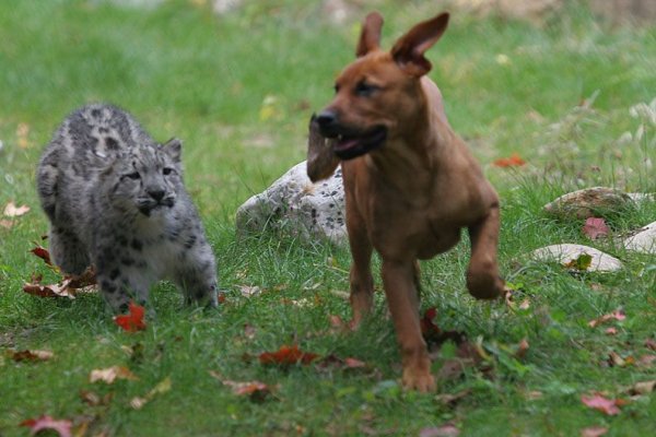Ржачные картинки животных с надписями