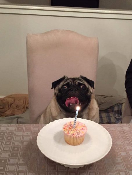 С днем рождения прикол