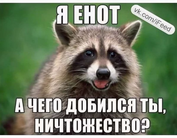 Упоротые еноты с надписями