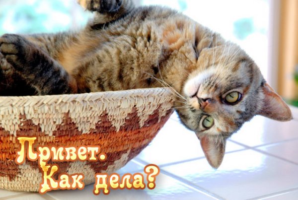 Привет как дела картинки