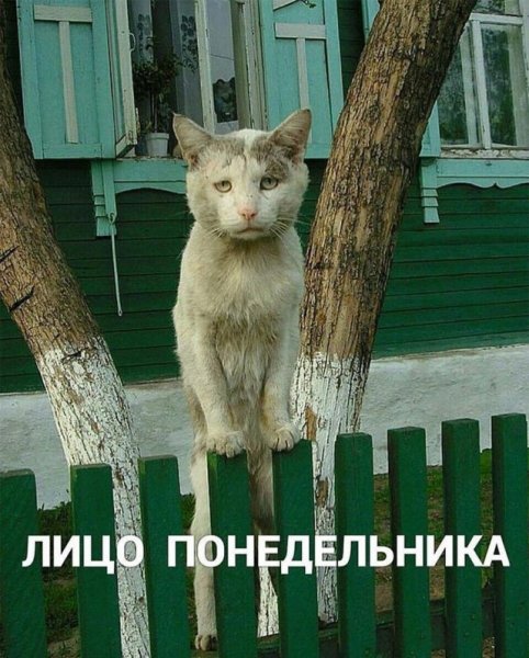 Смешные до слез