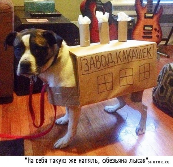 Смешная картина до слез