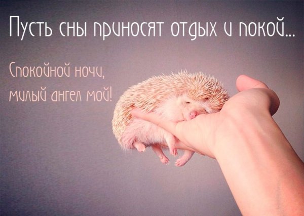 Прикольные пожелания спокойной ночи