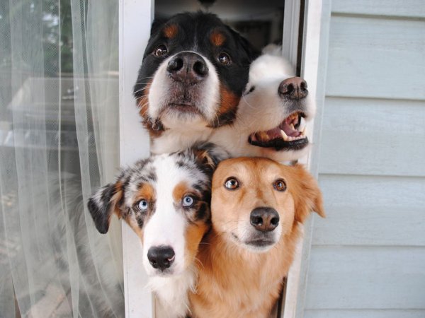 Картинки для поднятия настроения