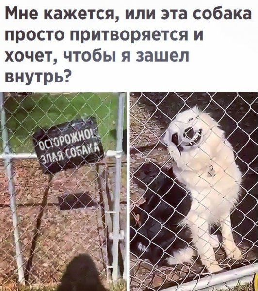 Смешные картинки с надписями для поднятия настроения