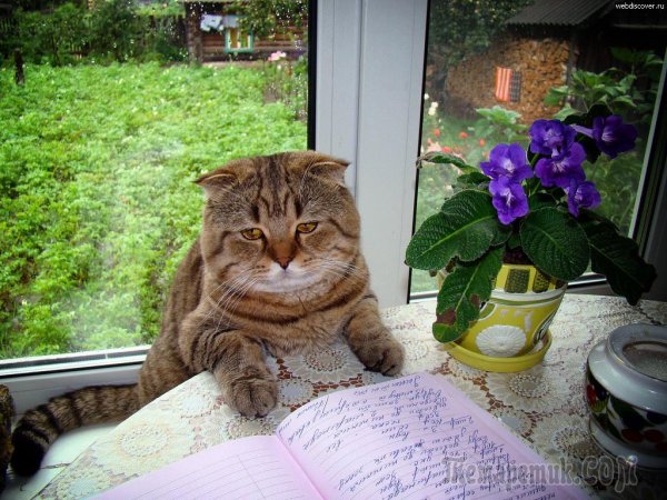 Картинки прикольные для настроения