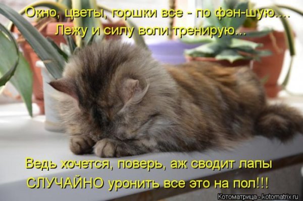 Фото для поднятия настроения с надписями