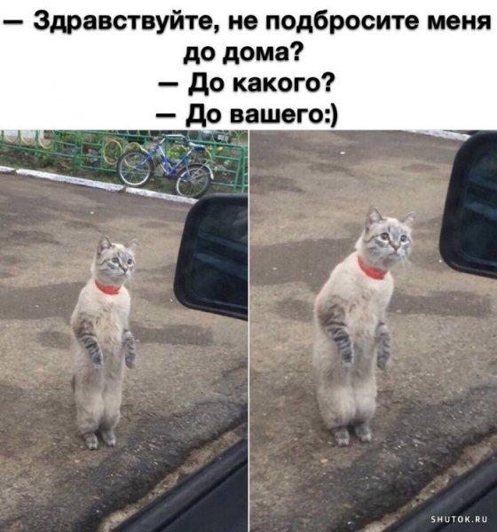 Мемы с надписями для поднятия настроения