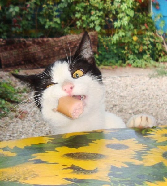 Позитив с животными с надписями