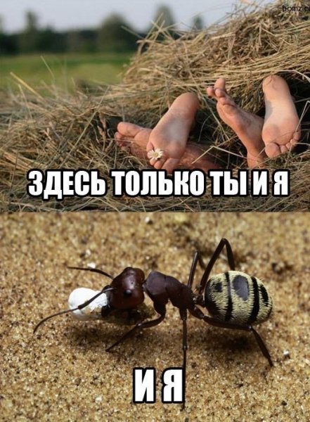 Смешные картинки с надписями для поднятия