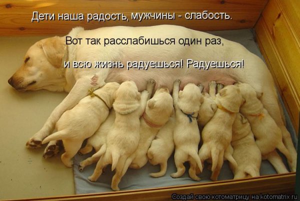 Анекдоты про животных в картинках с надписями