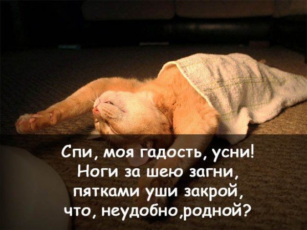 Смешные пожелания спокойной ночи