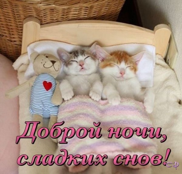 Животные желают спокойной ночи