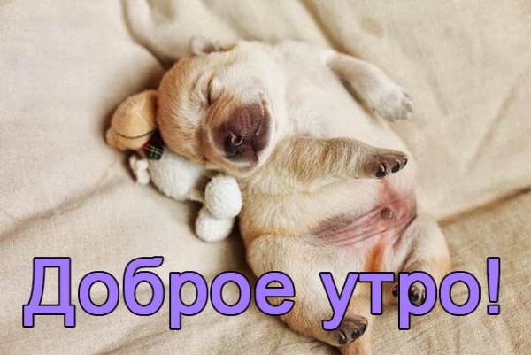 Доброе утро со смешными животными с надписями