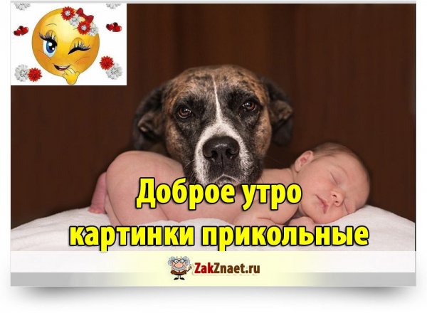 С добрым утром фото прикол