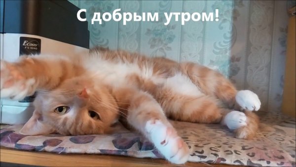 С добрым утром котенок