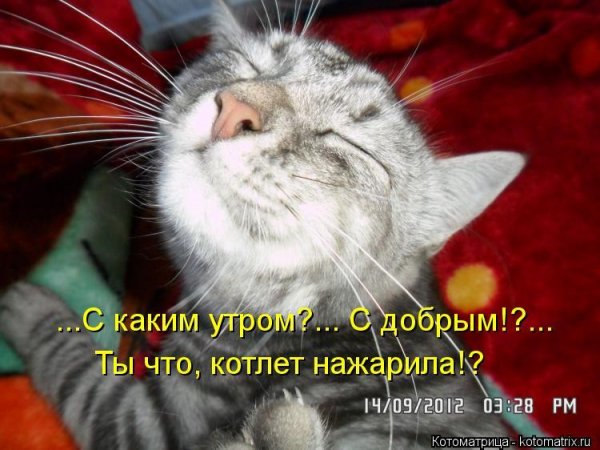 Доброе утро животные с надписями