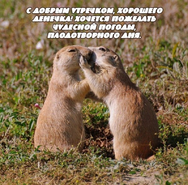 С добрым утречком хорошего денечка