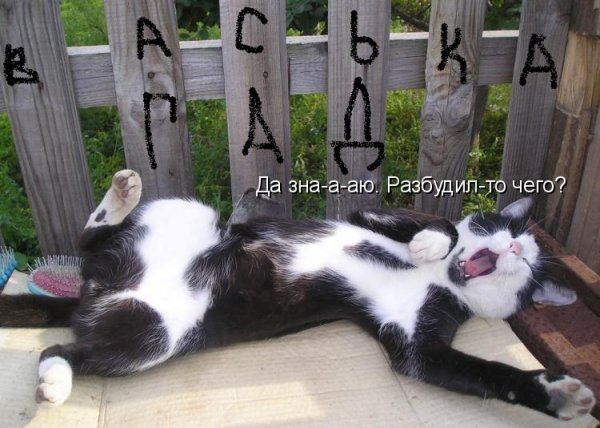 Веселые открытки с животными