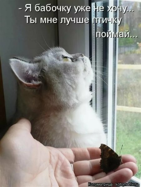 Забавные коты с подписями