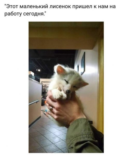 Смешные картинки с надписями