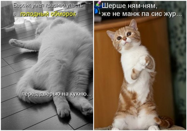 Шутки в картинках с надписями поржать
