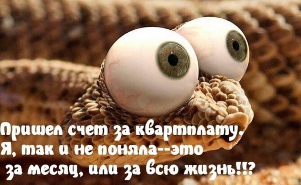 Зимние приколы в картинках с надписями поржать