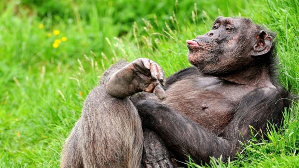 Бонобо матриархат