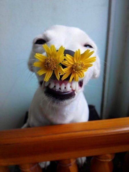 Смешной цветочек