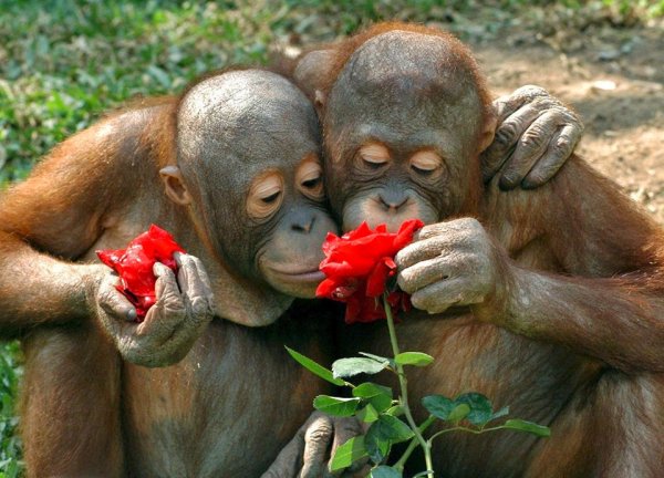 Обезьянка с цветами