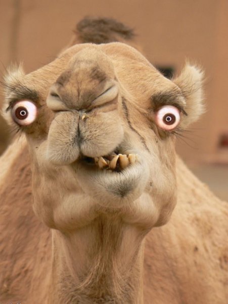 Смешной верблюд