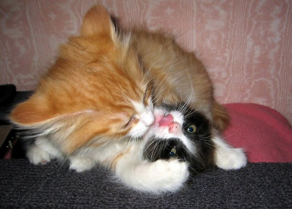 Люблю тебя прикольные